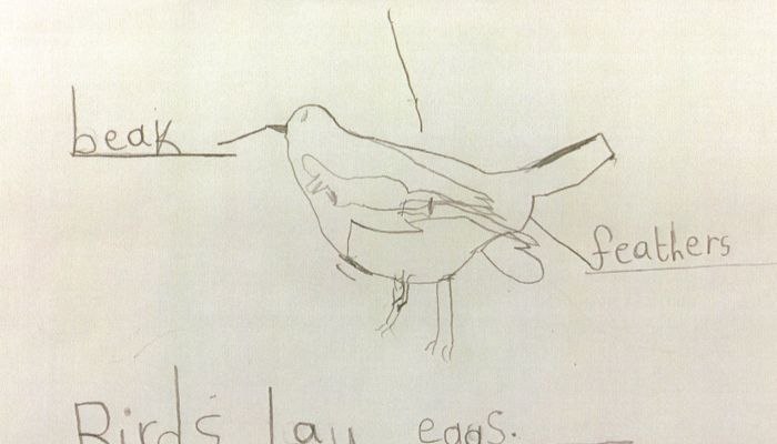 Bird